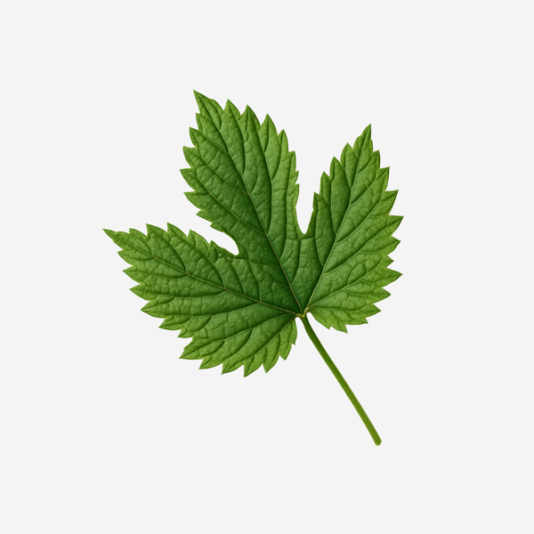 Хмелово листо